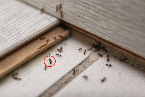 Best Pest Prevention Services  in Mammoth, AZ