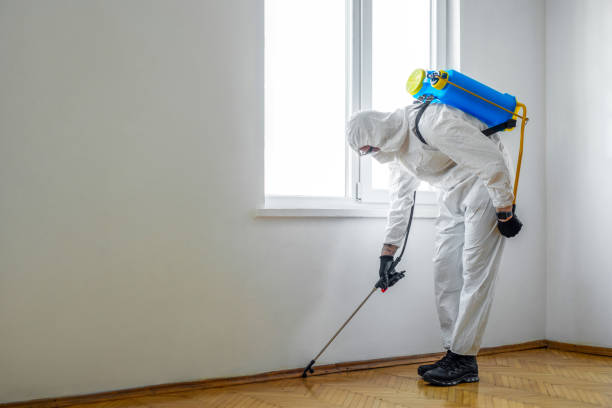 Reliable Mammoth, AZ Pest Control Solutions