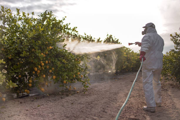 Best Spider Control Near Me  in Mammoth, AZ