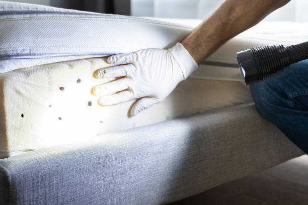 Best Termite Control Services  in Mammoth, AZ